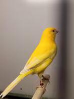 Te Koop : Koppel Gele Waterslagers Geringd 2025, Dieren en Toebehoren, Vogels | Kanaries, Meerdere dieren