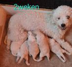 Toy poedel nog 1mesje en1 jongen zie omschrijving voor info, Dieren en Toebehoren, Honden | Chihuahua's en Gezelschapshonden, Poedel