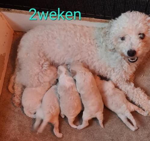 Toy poedel nog 1mesje en1 jongen zie omschrijving voor info, Dieren en Toebehoren, Honden | Chihuahua's en Gezelschapshonden, Meerdere dieren