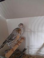 Agaat rood mozaïek, Meerdere dieren, Kleurkanarie