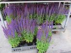 Salvia Caradonna bijenplanten, vlinderplanten eigen kwekerij, Tuin en Terras, Planten | Tuinplanten, Volle zon, Vaste plant, Zomer