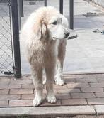 Pyreneese Berghond pup, Rabiës (hondsdolheid), 15 weken tot 1 jaar, Eén hond, Nederland