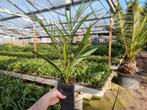 Phoenix canariensis X reclinata hybride palmboom, Ophalen of Verzenden, Overige soorten, Volle zon