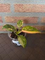 Philodendron green congo hybrid, Ophalen of Verzenden, Halfschaduw, Minder dan 100 cm