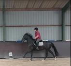 5 Jarige talentvolle E-pony Te Koop, Dieren en Toebehoren, Pony's, Gechipt, Dressuurpony, Zadelmak, 3 tot 6 jaar