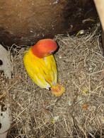 Jonge fischerie lutino opaline, Dieren en Toebehoren, Geslacht onbekend, Dwergpapegaai of Agapornis, Geringd