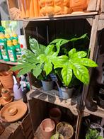 Fatsia Japonica (vingerplant), Overige soorten, In pot, Minder dan 100 cm, Groene kamerplant