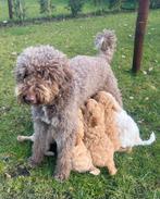 Medium labradoodle puppy's, Overige rassen, 8 tot 15 weken, Meerdere, Meerdere dieren