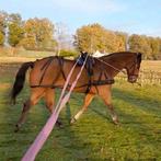 Paarden mentuig, Dieren en Toebehoren, Ophalen
