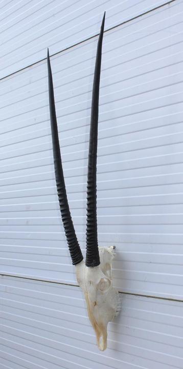 Grote schedel SPIESBOK / ORYX - met kiezen (ref. K) beschikbaar voor biedingen
