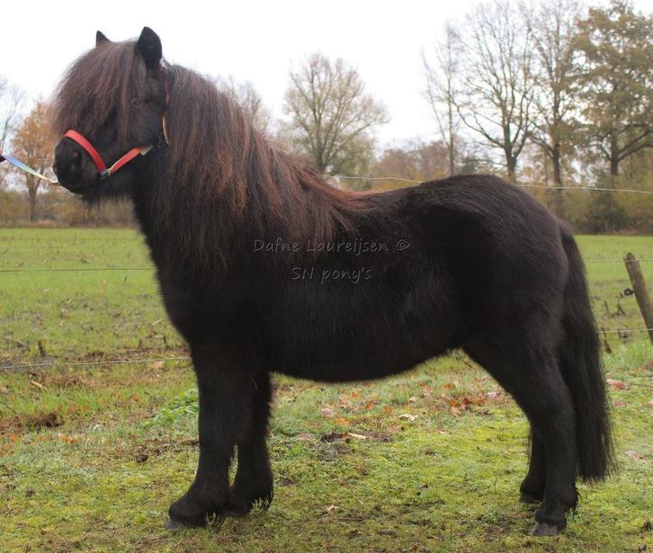 Shetlander (s) hengst & ruin, Dieren en Toebehoren, Paarden en Pony's | Dekhengsten en Fokmerries, Hengst