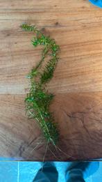 Aquarium plantje, Ophalen of Verzenden, Zo goed als nieuw, Plant(en), Steen of Hout