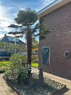 Chinese Waaier Palmboom, Tuin en Terras, Planten | Bomen, Bloeit niet, 250 tot 400 cm, Palmboom, Ophalen