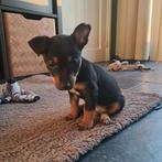 Jack Russell Puppies Black and Tan Teefjes, Jack Russell Terriër, 8 tot 15 weken, Meerdere, Meerdere dieren