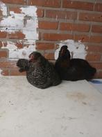 Kip en haan voor 20 euro, Dieren en Toebehoren, Pluimvee, Kip