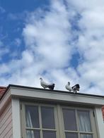 Mooie jonge zwartstaarten pauwstaarten duiven 2 stuks ️, Dieren en Toebehoren, Vogels | Duiven, Geslacht onbekend, Overige soorten