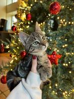 Vijf schattige tamme boerderij kittens te koop!, Dieren en Toebehoren, Katten en Kittens | Overige Katten, Meerdere dieren