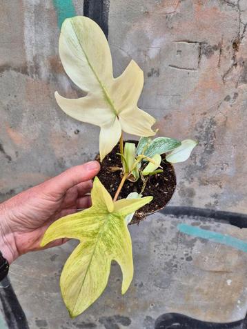 Philodendron Florida Ghost p12 (F) beschikbaar voor biedingen