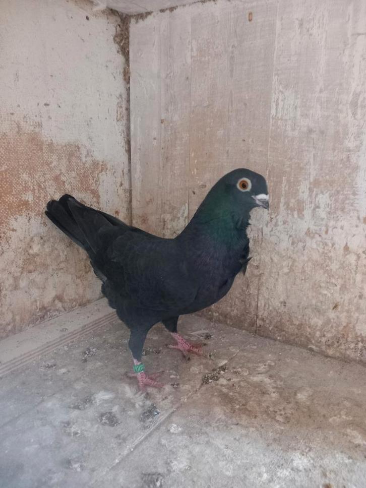 Sierduif doffer, Dieren en Toebehoren, Vogels | Duiven, Overige soorten, Mannelijk