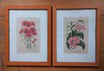 2 ingelijste botanische prenten, Huis en Inrichting, Woonaccessoires | Schilderijen, Tekeningen en Foto's, Minder dan 50 cm, Ophalen of Verzenden