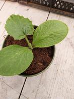 Jonge courgette planten, Ophalen, Zomer, Overige soorten, Volle zon