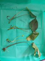 Monstera stekken, Huis en Inrichting, Kamerplanten, Ophalen, Overige soorten, Halfschaduw, Minder dan 100 cm