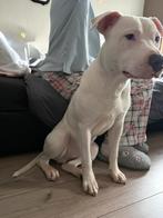 Amerikaanse stafford, 15 weken tot 1 jaar, Reu, Parvo, Eén hond