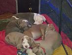 American Bully Xl pups, Particulier, Rabiës (hondsdolheid), Meerdere, 8 tot 15 weken