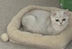 Britse korthaar shaded, Dieren en Toebehoren, Katten en Kittens | Raskatten | Korthaar, Poes, Gechipt, 3 tot 5 jaar