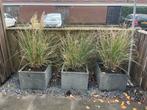 3 grijze ijzeren bloembakken met siergrassen, Tuin en Terras, Bloembakken en Plantenbakken, Gebruikt, Balkon, Minder dan 60 cm