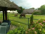 Rusthuis voor paarden heeft een plekje vrij., Dieren en Toebehoren, Paarden