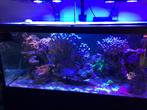 Zeewater aguarium  lang150 xhoog55x diep 65 cm, Ophalen, Zo goed als nieuw