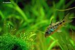 Gevlekte Pantsermeerval (Corydoras paleatus) schooltje van 5, Dieren en Toebehoren, Vis, Zoetwatervis, Schoolvis