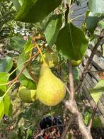 Perenboom, Ophalen