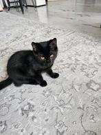 Kitten te koop, Dieren en Toebehoren, Katten en Kittens | Raskatten | Korthaar, Kater, Ontwormd, 0 tot 2 jaar