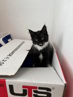 Super aanhankelijk maine coon katertje, Dieren en Toebehoren, Katten en Kittens | Dekkaters, 0 tot 2 jaar