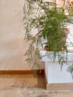 Leem Claytec Yosima Designstuc leemfinish, Ophalen, Nieuw