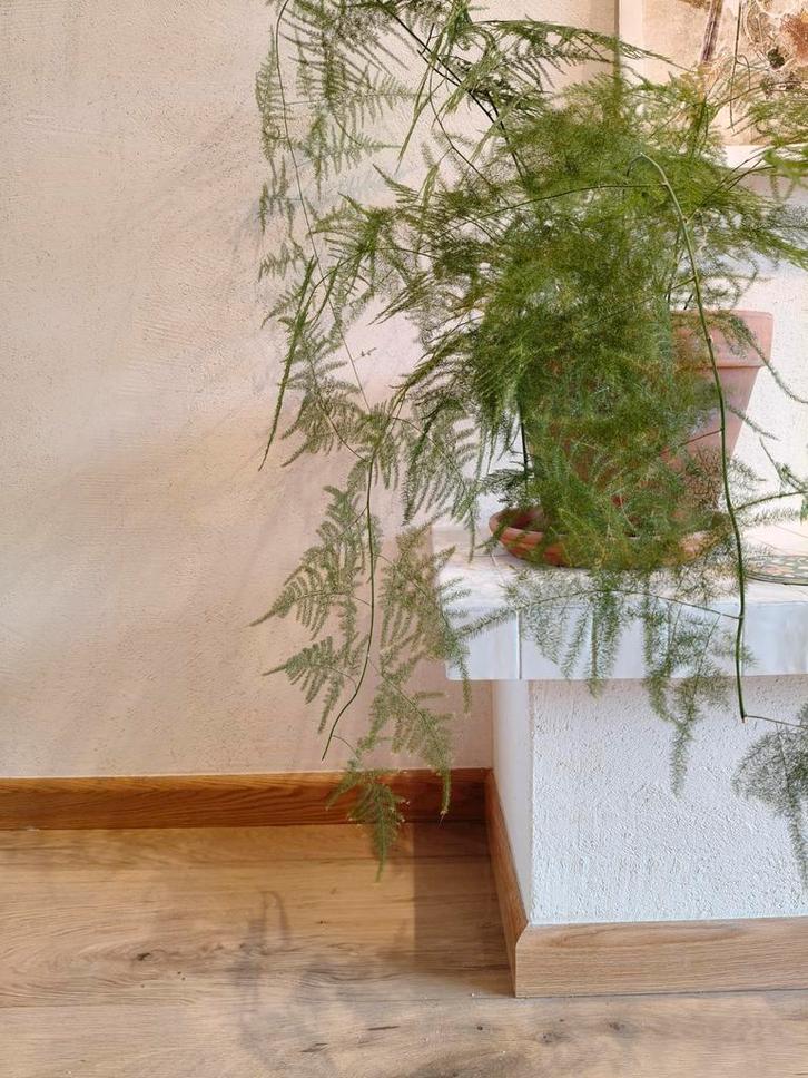 Leem Claytec Yosima Designstuc leemfinish, Doe-het-zelf en Verbouw, Overige Doe-het-zelf en Verbouw, Nieuw, Ophalen