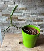 Monstera adonissii stek in pot, Huis en Inrichting, Kamerplanten, Overige soorten, In pot, Minder dan 100 cm, Groene kamerplant