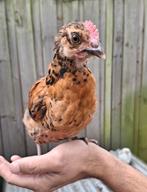 Super mooi lief Vorwerk haantje kuiken haan kip, Mannelijk, Kip