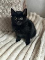 Prachtige Bombay kitten opzoek naar gouden mandje, Dieren en Toebehoren, Katten en Kittens | Raskatten | Korthaar, Meerdere dieren