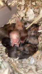 Baby goudhamsters, Dieren en Toebehoren, Knaagdieren, Hamster, Meerdere dieren, Tam, September