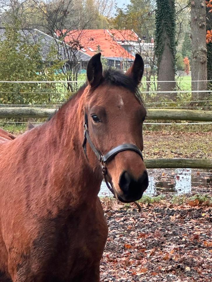 Lieve 4j groene (spring) New Forest merrie 146cm, Dieren en Toebehoren, Pony's, Merrie, Onbeleerd, D pony (1.37m tot 1.48m), Springpony