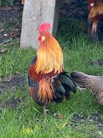 Serama hanen, Dieren en Toebehoren, Mannelijk, Kip