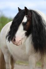 Allerliefste mini tinker Mouse, Dieren en Toebehoren, Pony's, Gechipt, B, Ruin, C pony (1.27m tot 1.37m)