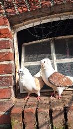 Koppeltje Duitse meeuwen, Dieren en Toebehoren, Meerdere dieren, Overige soorten