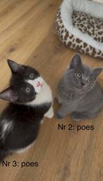MAG NU WEG! Bruin-colorpoint poes Britse korthaar x Ragdoll, Dieren en Toebehoren, Katten en Kittens | Raskatten | Korthaar, Meerdere dieren