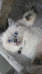Ragdoll blue point kittens, Meerdere dieren, Gechipt, 0 tot 2 jaar