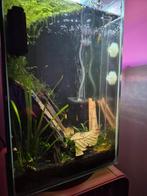 Neocardina Garnalen Mix, Dieren en Toebehoren, Vissen | Aquaria en Toebehoren, Ophalen, Zo goed als nieuw, Overige typen