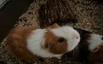 2 leuke gezellige cavia’s, Cavia, Mannelijk, Mei, Tam